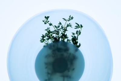 Transparences éphémères - Thym 3.jpg